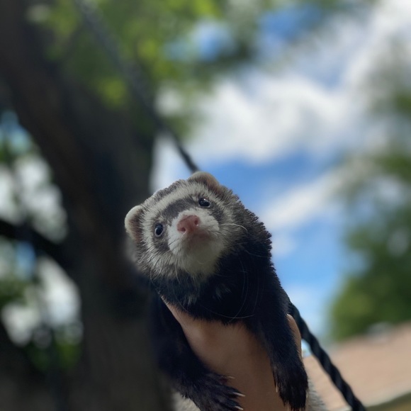 noodle_poodle33